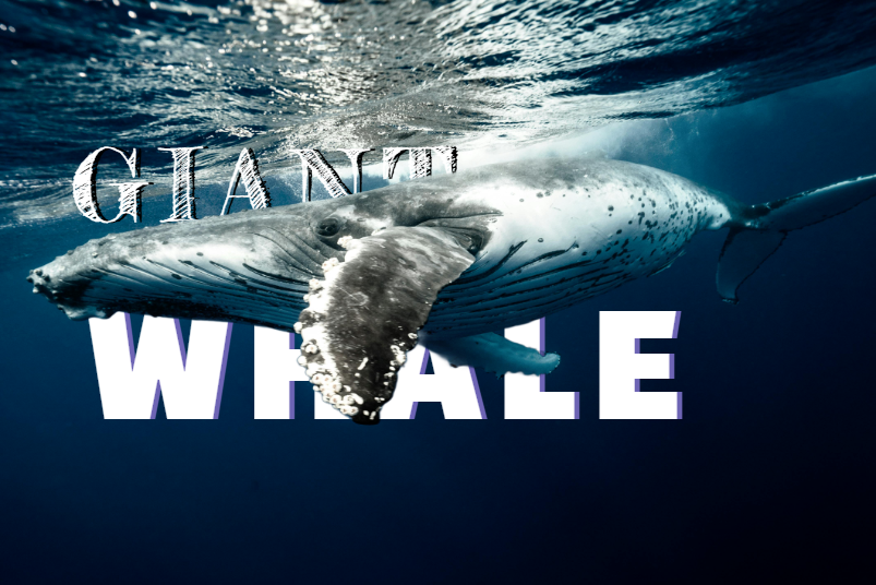 text behind images design 5